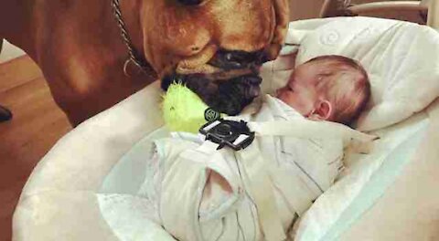 Dog Barks At Babysitter, So Mom Hides Camera In Hair.