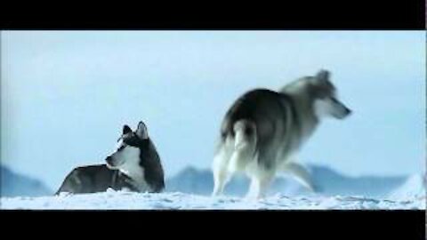 Dog Sliding Down A Snowy Hill