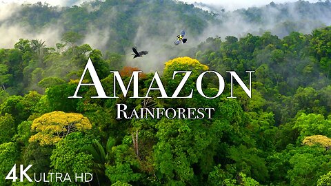 Amazon jungle 4k-The World Largest Tropical Rainforest|Jungle sounds