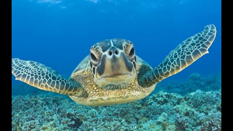 BEST GoPro on a Turtle! Swimming Underwater