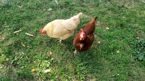 What Are The Advantages Of Free Ranging Your Chickens
