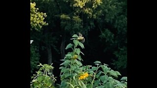 Silly Girls ! Sunflowers Are For Squirrels !