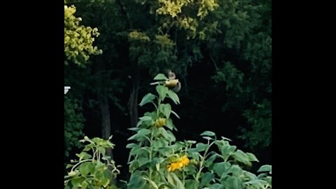 Silly Girls ! Sunflowers Are For Squirrels !