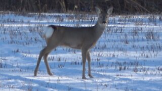 Roe deer on a cold winter day.