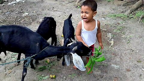 Baby and baby goats,goat video for kids