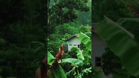 Forest Hut Rain & Thunder #shortvideo #shorts #whitenoise #rain #short #thunder #forest #sleepsounds