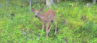 Fawn up close