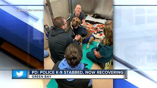 GBPD: Police dog stabbed during encounter with suspect