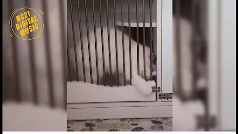 Funny Videos of Dogs, Cats, Animals, Cat Escaping the Cage