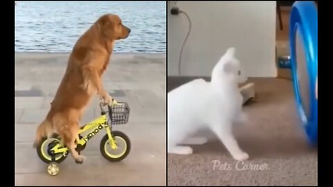 Funny animals 2023😆 - Funniest Cats and Dogs Video🐕🐈329 #shorts. Part-6