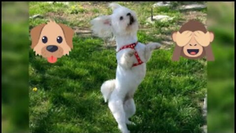 Funny Dog Dancing Compilation 2021# 12 – Amazing Talent Dog Dance 🐕