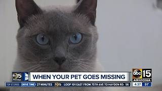 TIPS: What to do when a pet is missing