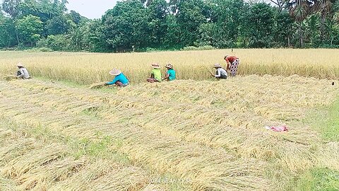 তপ্ত রোদে কৃষকরা ধান কাটছে