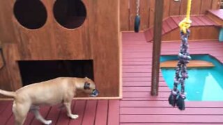 Man builds a palace for his dogs