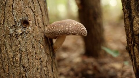 A Food You Aren't Growing BUT SHOULD! Mushroom Log Growing Guide