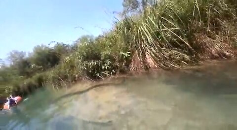 swimmers swims next to anaconda in Brazil