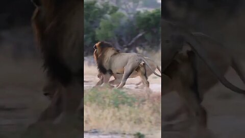 You won't believe what happens when a lion gets angry!