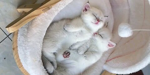 adorable kittens sleeping time so cute _trending video😻🙀