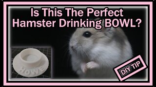 Is This The Perfect Hamster Drinking BOWL? (DIY Self Made With 3D Printer)