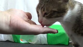 Feeding Kitten Rudolph by Hand