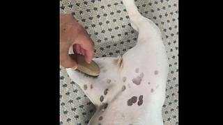 Puppy Loves being brushed with a steel brush.