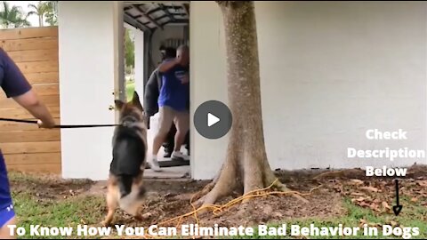 STOP Bad Behavior & Biting Problem in Dogs