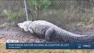 FHP finds large gator on Alligator Alley