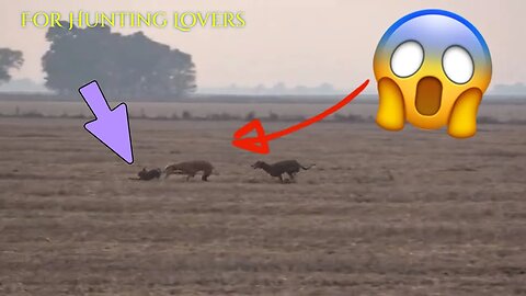 Greyhounds Vs Rabbit 🐇 | with High Speed Galgos y conejos con alta velocidad Борзые и кролик