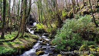 Downhill Forest - Causeway Coastal Route