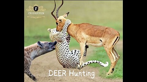 Panther & Hyena hunted Deer ।। চিতাবাঘ এবং হায়না কিভাবে হরিণকে শিকার করলো