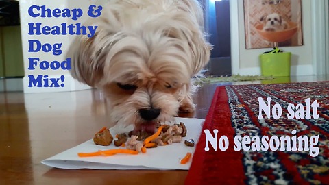 Cheap & Healthy Food for Dogs
