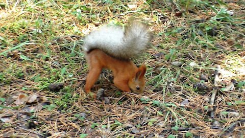 Funny behavior of a squirrel