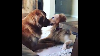 Golden Retriever lovingly kisses his doggy best friend
