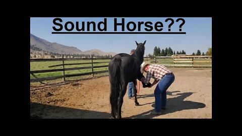 Pre-Purchase Horse Exam | Sound Horse | Buying a Horse
