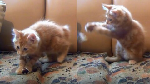 little kitten playing his toy mouse. it is amazing