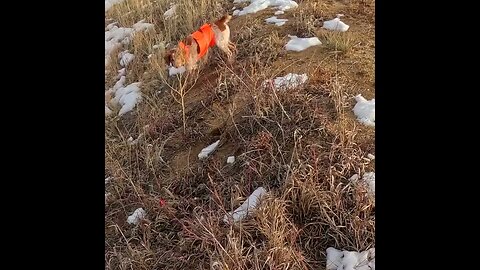 Highlights: Last week's Colorado pheasant hunt at Rocky Mountain Roosters