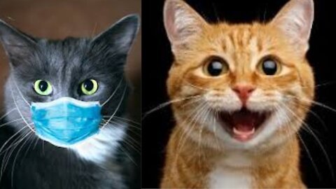 funny cats | #usa | #cats