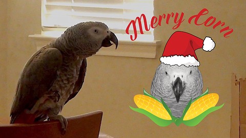 Politically correct parrot has a unique holiday greeting