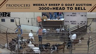 1/3/2023 - Producers Livestock Auction Company Sheep & Goat Auction