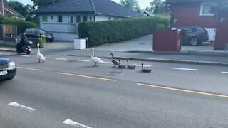 Une famille de cygnes se détend en plein milieu de la route créant des embouteillages