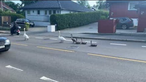 Une famille de cygnes se détend en plein milieu de la route créant des embouteillages