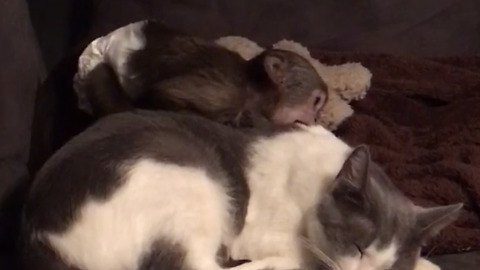 Hilarious Footage Of A Baby Monkey And A Cat Will Show You Which Type Of Friend You are