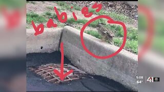 Group comes together to rescue ducklings