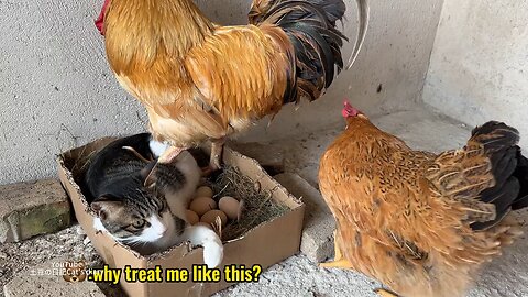 Funny cat insists on hatching eggs for the hen! The rooster can't drive the cat away.Hen is helpless