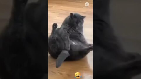 Cat funny videos || cat tiktok || cat instagram || cat training #short video @Global Amazing