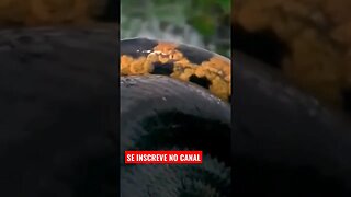 🐆 Predadores e suas presas, Confira o vídeo 🐆