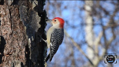 A bird pierces a tree with its beak.