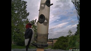 Red Headed Woodpecker