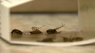 New Brighton resident surprised to share apartment with hundreds of cockroaches