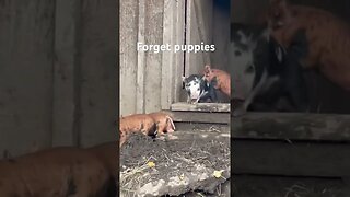 Cute piglets 8 days old #piglets #farm #homestead #bacon